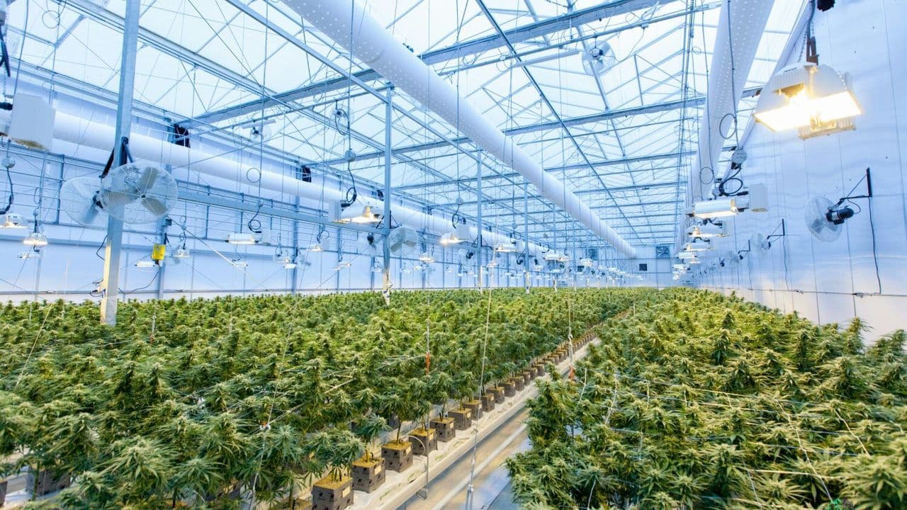 Cultivo de cannabis