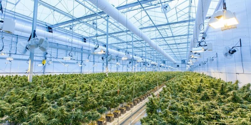 El experimento de cannabis regulado podría fracasar por falta de suministro