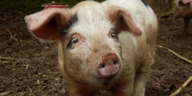 Demanda al Estado por amputación ilegal de colas de cerdos