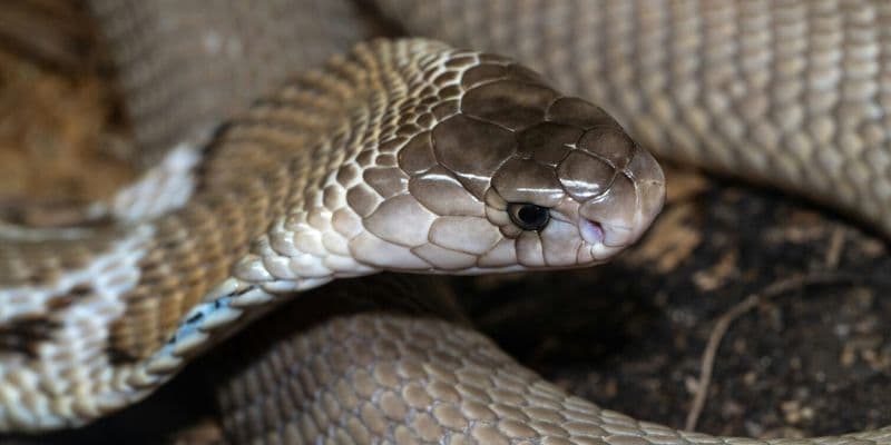 Cobra - Foto de David Clode en Unsplash