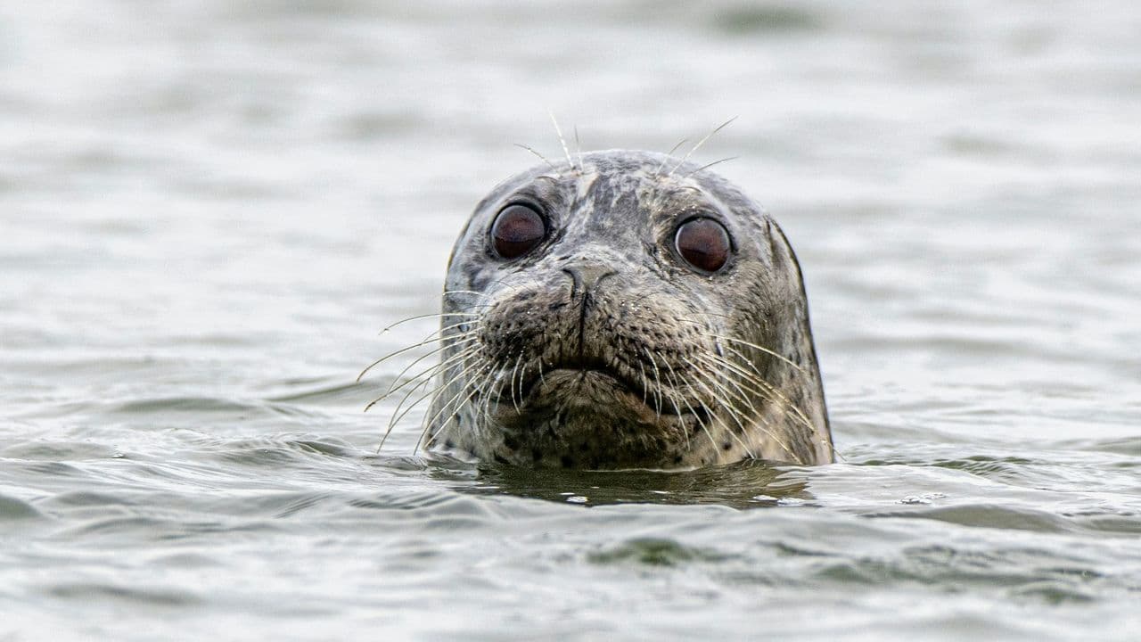 Foca