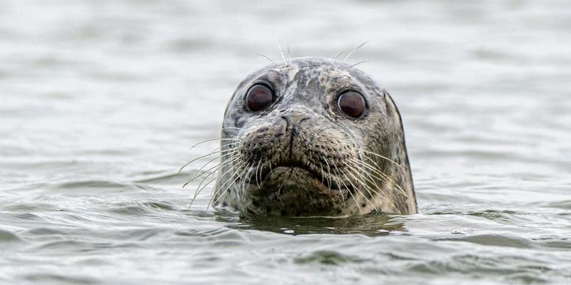 ¡Utrecht tiene nueva vecina! Una foca se instala en los canales