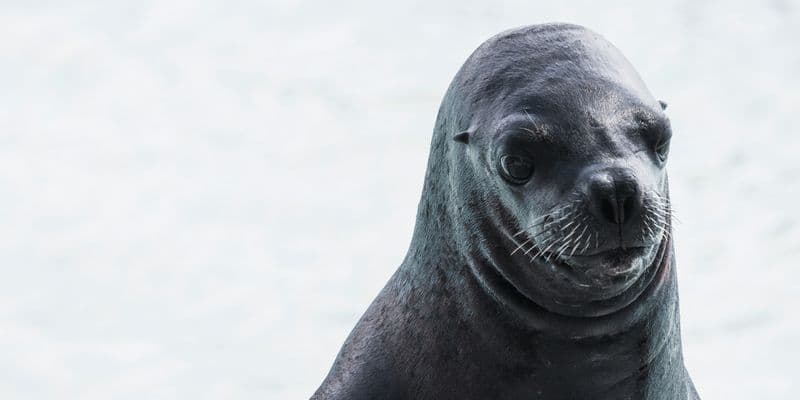 Ecomare reitera advertencia sobre las focas en Texel
