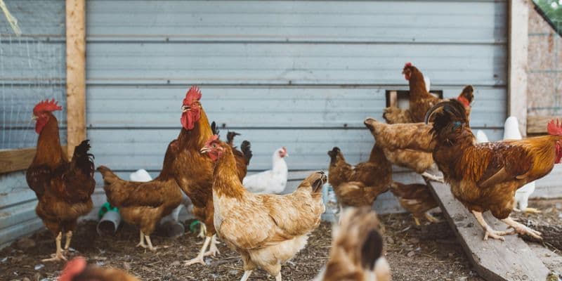 Gallinas