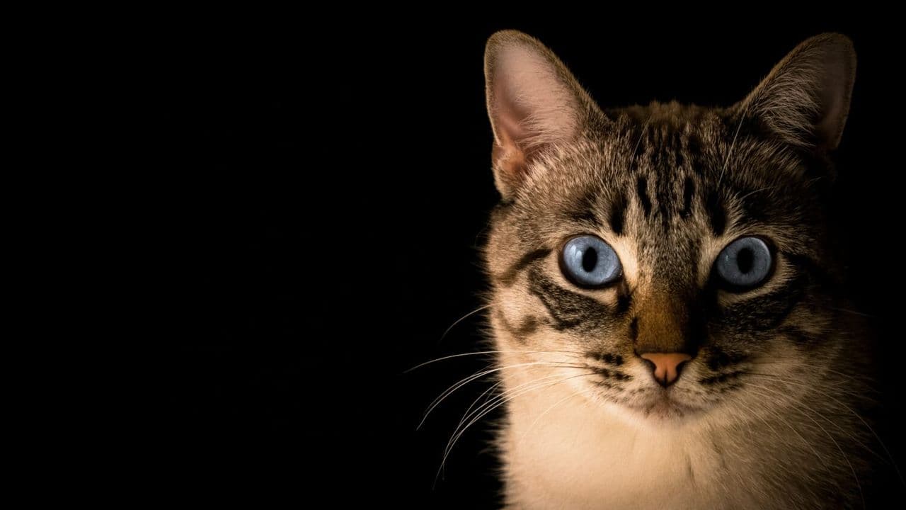 Gato - Foto de Pacto Visual en Unsplash