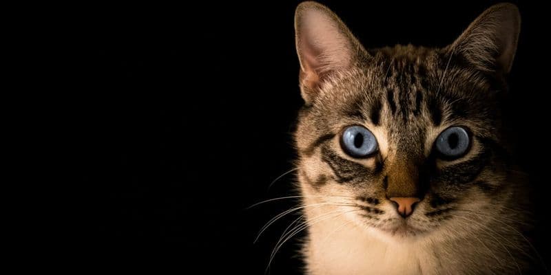 Gato - Foto de Pacto Visual en Unsplash