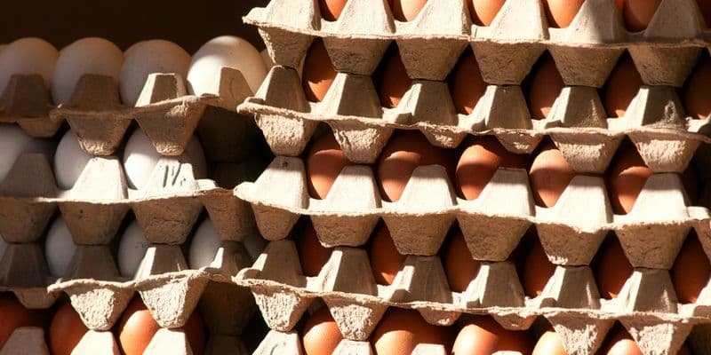 Lombrices, principal fuente de PFAS en huevos de corral en Holanda