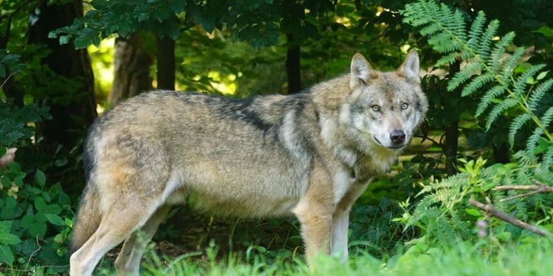 Prohibido el uso de pistolas de paintball para ahuyentar lobos en Gelderland