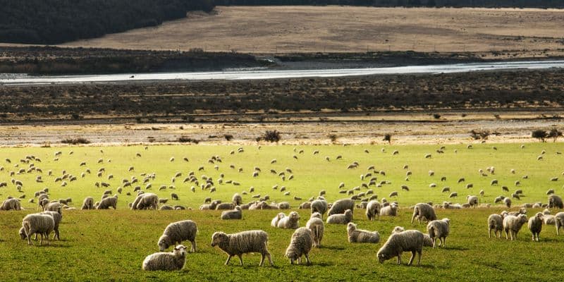 Fiebre Q detectada en granja de ovejas en Gelderland