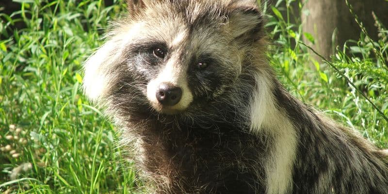 Perros mapaches ganan terreno en los Países Bajos
