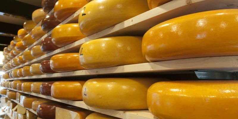 Quesos Gouda