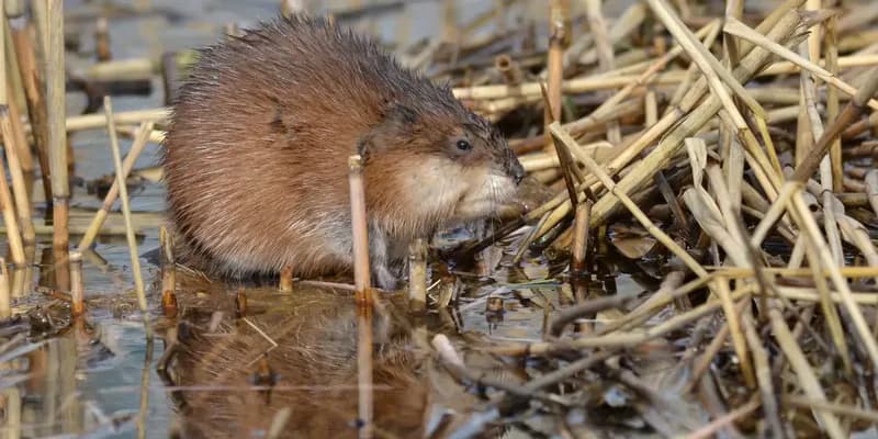 La lucha invisible contra roedores que amenazan los diques en Países Bajos