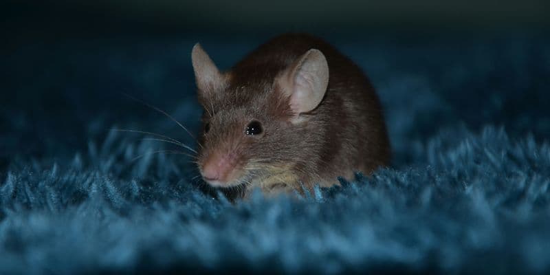 Ratones en casa durante el invierno: un problema común en Países Bajos