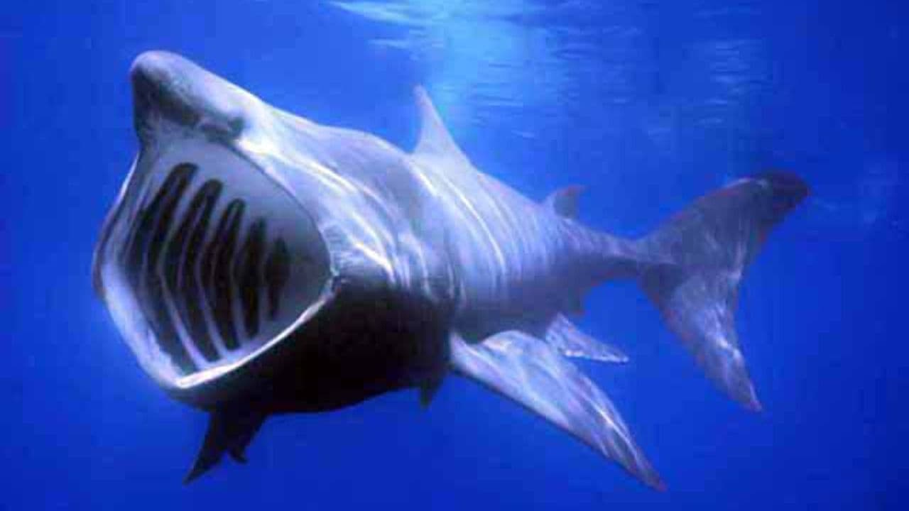 Tiburón Peregrino