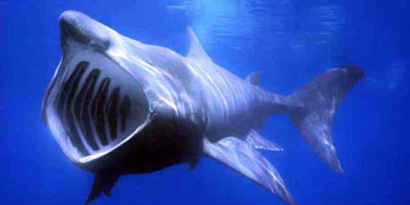 Tiburones y rayas habitan entre turbinas eólicas frente a la costa neerlandesa