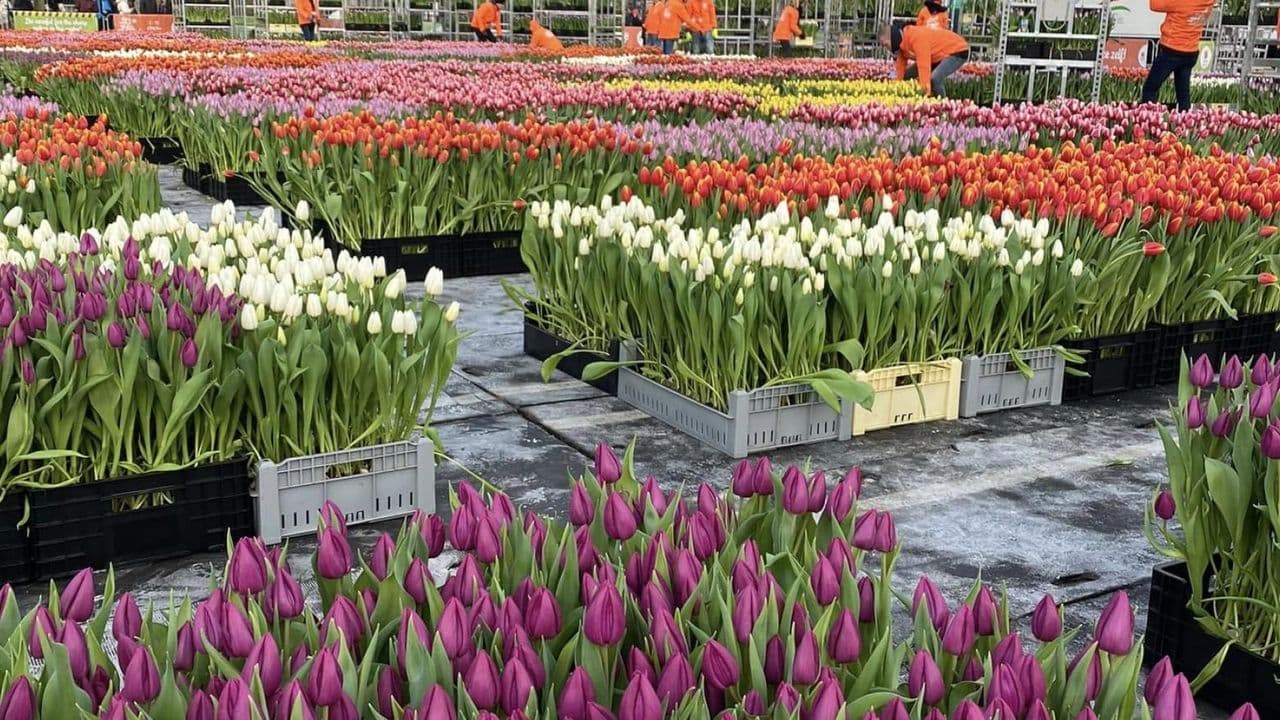 Tulipanes - Foto de TulipTime en Facebook