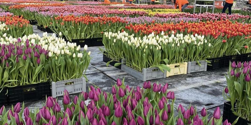 Tulipanes - Foto de TulipTime en Facebook