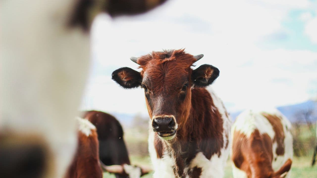 Vaca