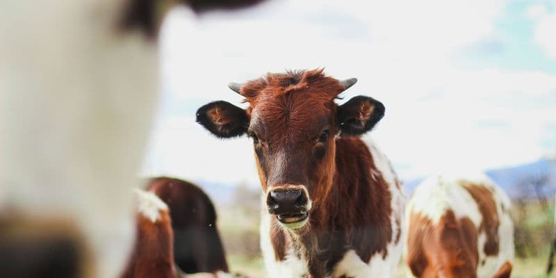 Hombre de 67 años muere atacado por vacas en Limburgo