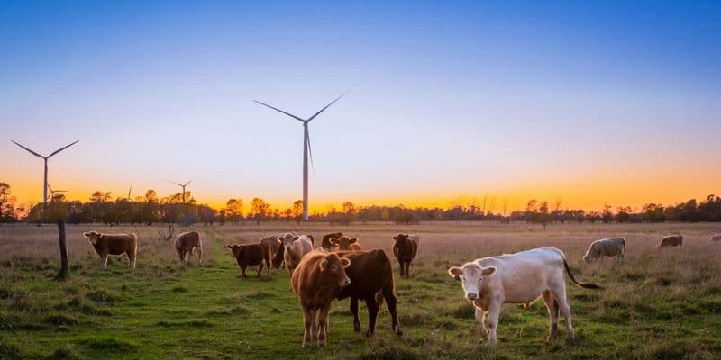 Vacas - Foto de Evi T. en Unsplash