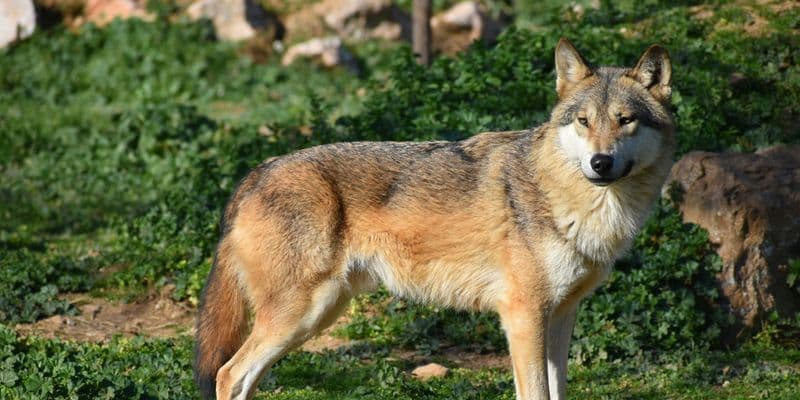 Lobo en un bosque