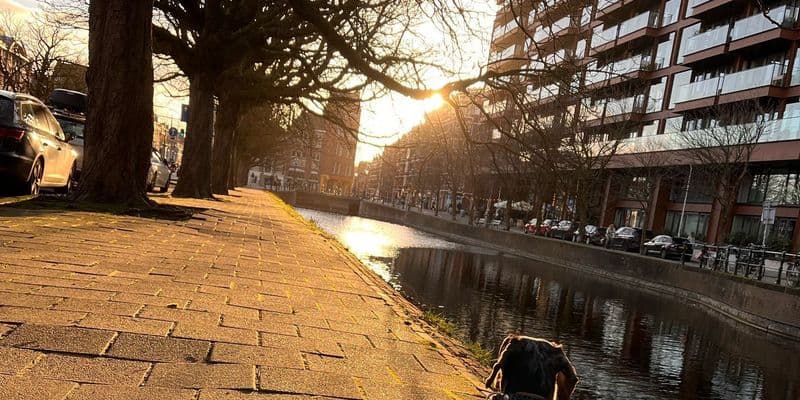 Perrita de Valeria paseando en Países Bajos