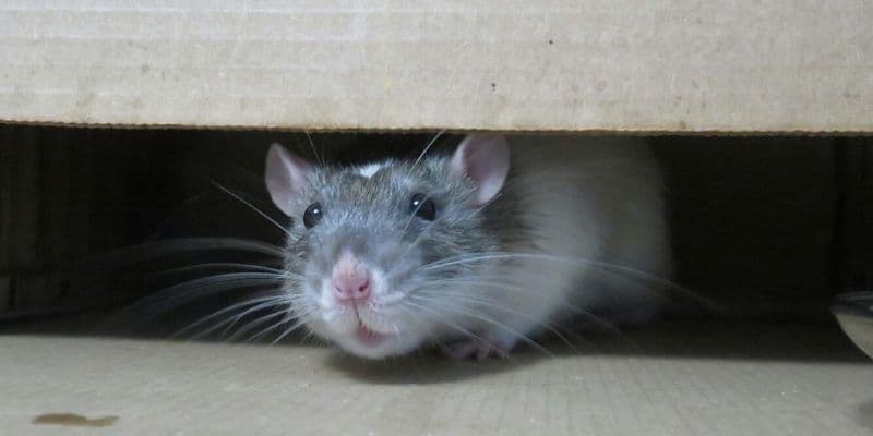 Ratón