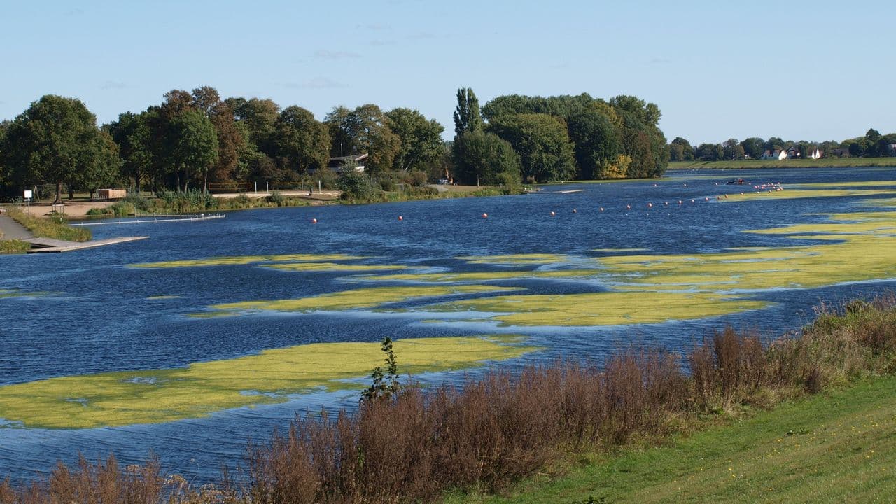 Lago cubierto de algas