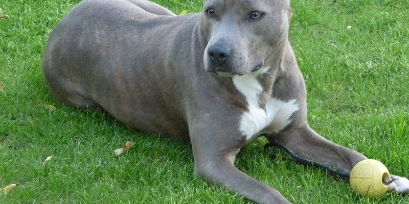 Mujer de 34 años de Emmeloord acusada de homicidio culposo tras la muerte de su bebé por mordeduras de un perro
