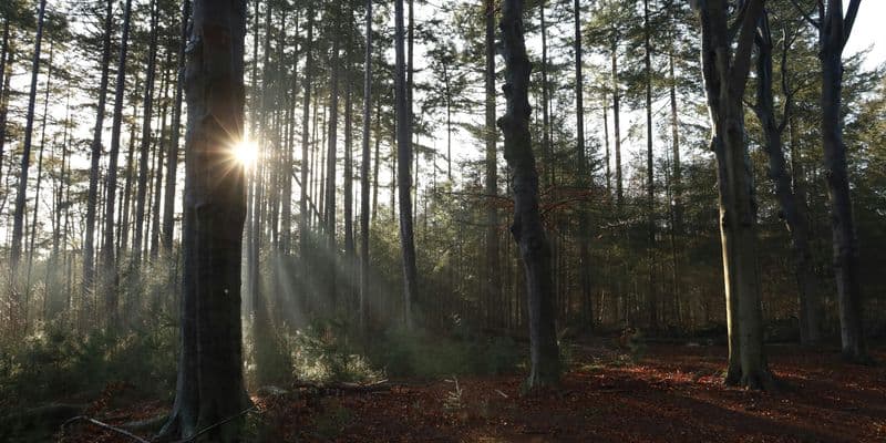 Disminuyen las áreas naturales y forestales en los Países Bajos