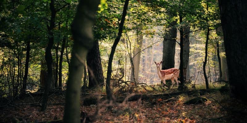 Bosque Amsterdamse Waterleidingduinen, Bentveld
