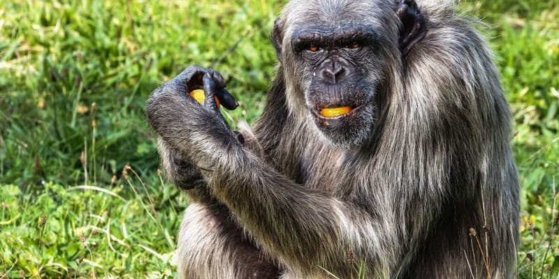 Chimpancé Wouter en el parque safari Beekse Bergen antes del trágico incidente.