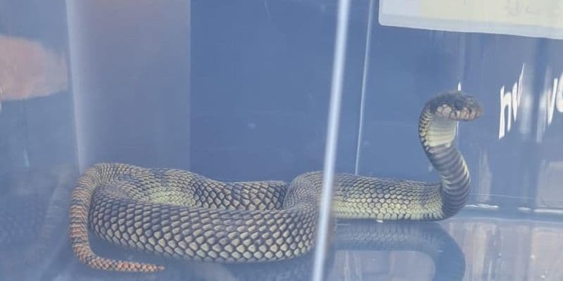 Cobra capturada en Lelystad - Foto de Gemeente Lelystad