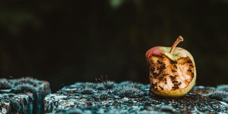 Faltas de higiene y plagas en restaurantes en un centro comercial de Róterdam