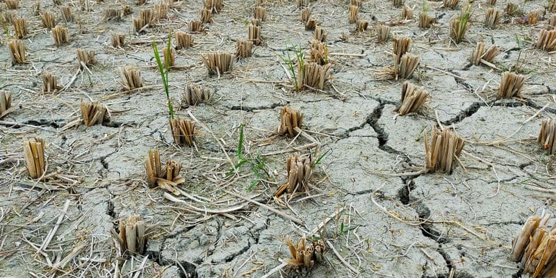 La primavera más seca de los Países Bajos en casi 50 años