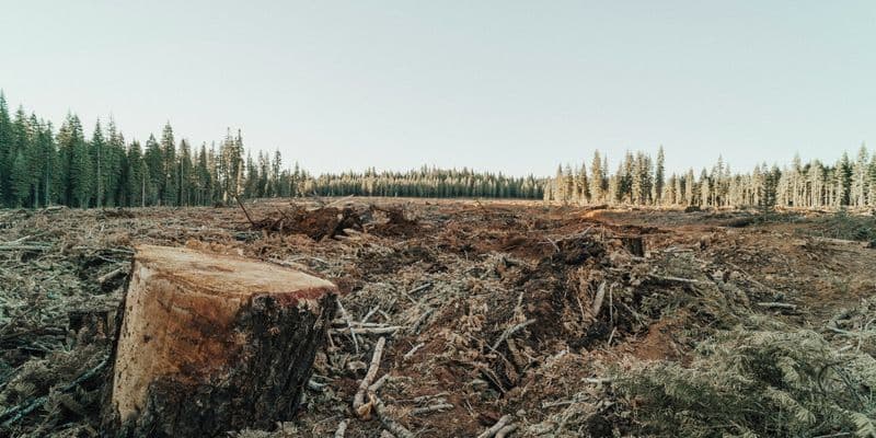 Bancos holandeses entre los mayores financiadores hacia la deforestación