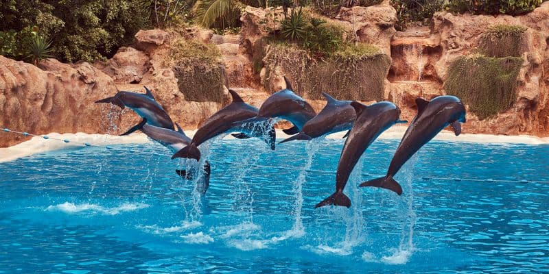 Delfinario de Harderwijk deberá eliminar trucos con animales o enfrentará multas
