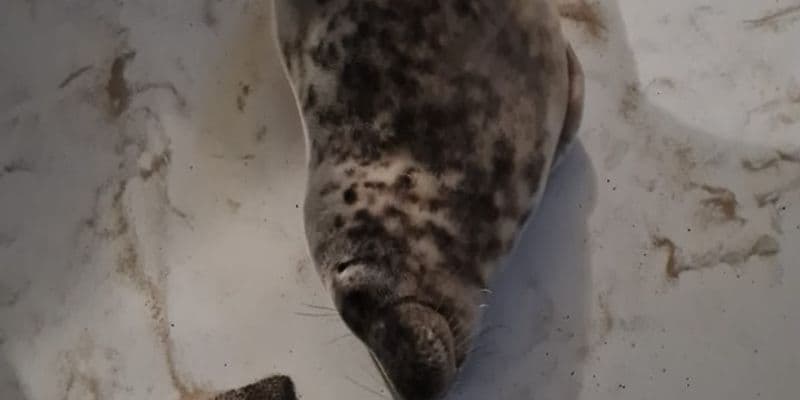 Foca en habitación de hotel - Foto de Stichting Dierenwelzijn Zeeland en Facebook (1)