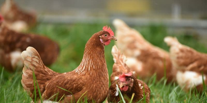 Gallinas