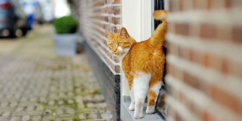 Gato caminando en el exterior