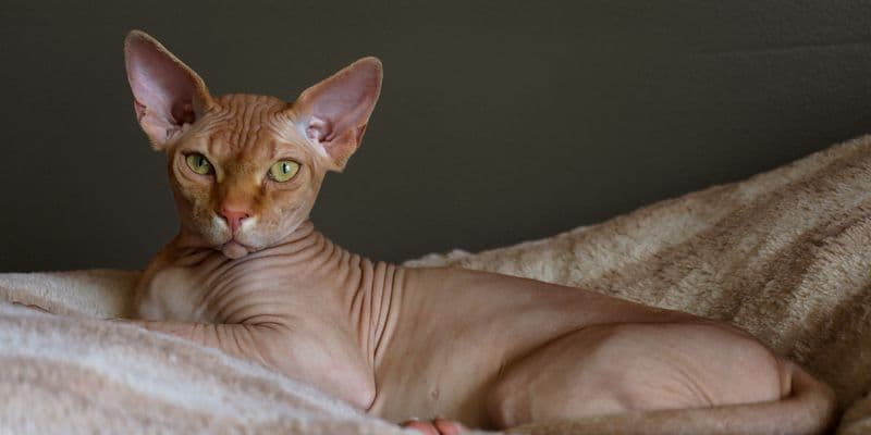 Holanda busca prohibir carlinos y gatos sin pelo como mascotas