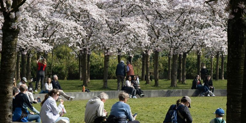 Primavera en Países Bajos 2026: flores, eventos y fechas clave