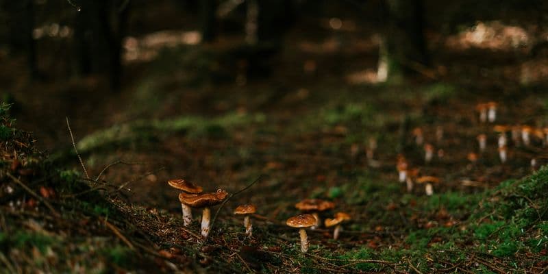 Hongos en bosque