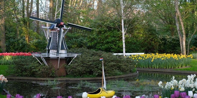 Keukenhof inaugura su temporada 2026 con sol, flores y miles de visitantes