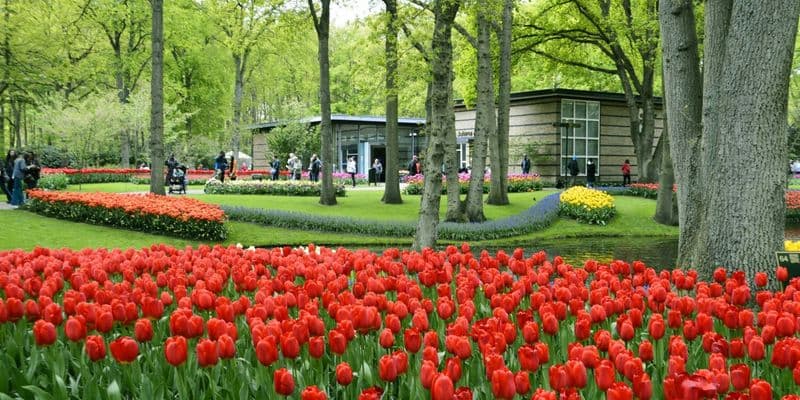 Keukenhof