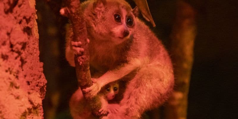 Nacen gemelos de loris perezosos pigmeos en el zoológico de Amersfoort