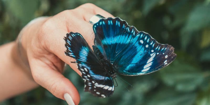 Países Bajos pierde más de la mitad de sus mariposas en 30 años