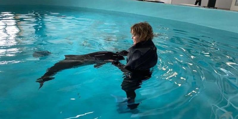 Rescate de marsopas en los Países Bajos