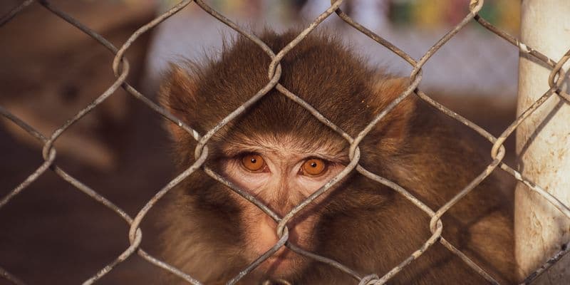 El gobierno neerlandés mantiene los experimentos con primates