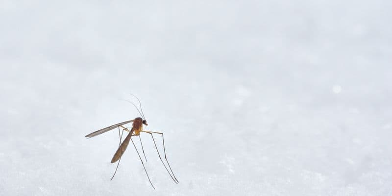 Mosquito